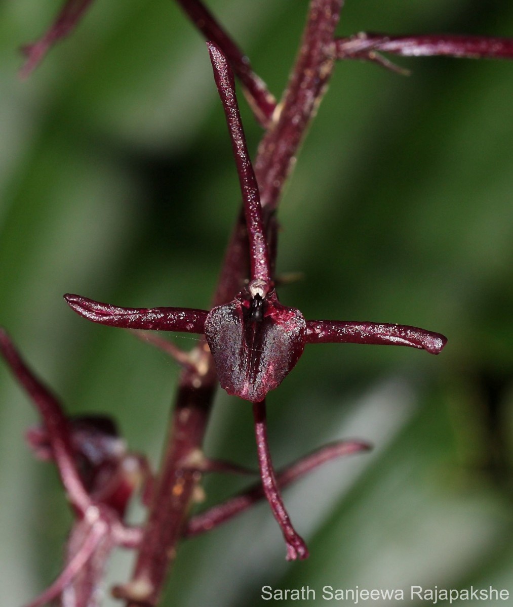 Liparis atropurpurea Lindl.